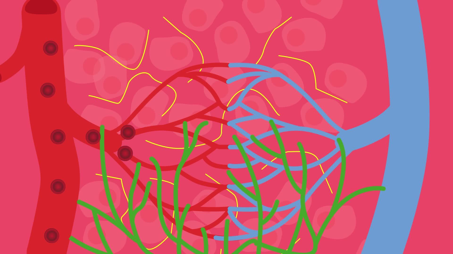 BIOLOGY Physiology Lymphatic system Science